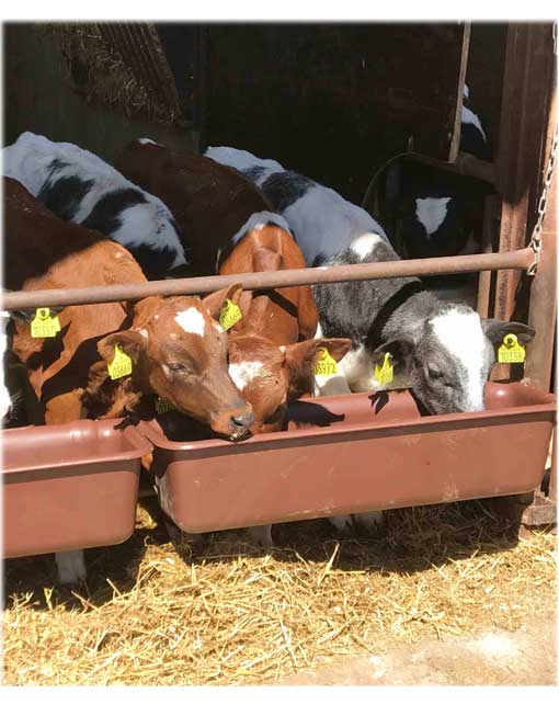 Tier, Vieh, Kuh, Säugetier