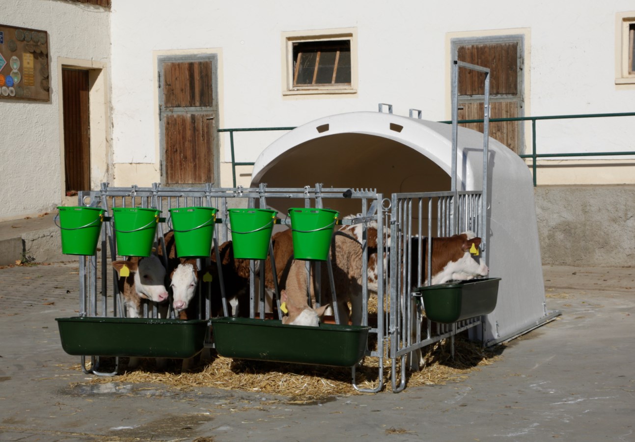 Tier, Vieh, Kuh, Säugetier